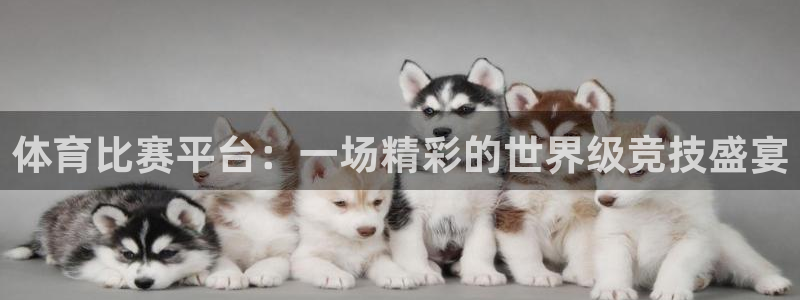 体育比赛平台：一场精彩的世界级竞技盛宴